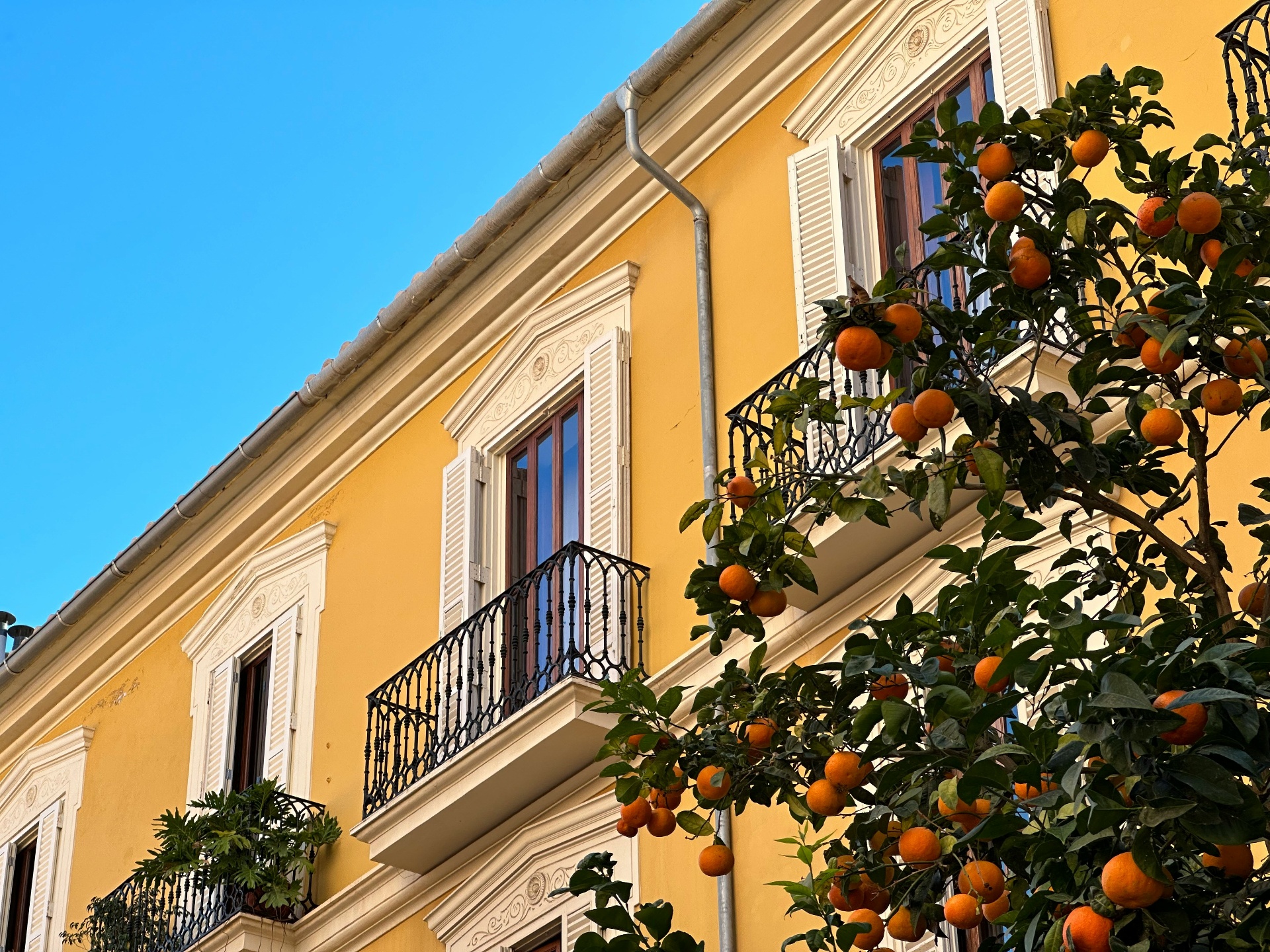 Sunlit yellow Valencia building with wrought-iron balconies and an orange tree in the foreground
